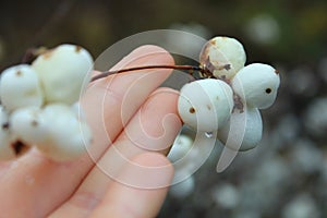 Snowberry tenderness bunch photo