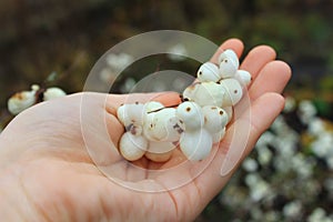 Snowberry tenderness bunch photo