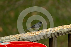 Snowbird making an appearance for some food