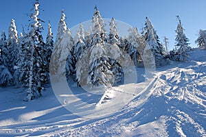 Snowboard tracks on the slope