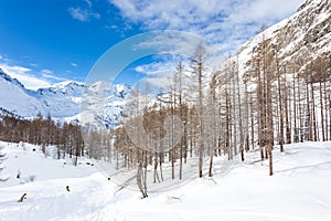 Snowboarders skiing in a snowy mountain forest