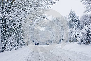 Snowbound photo