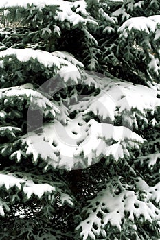 Snowbound branch photo