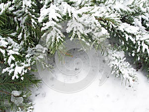 Snowbound branch of fir photo