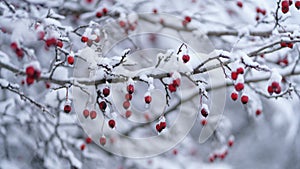 Snowbound branches of briar shrub with red frozen berries in thin ice crust after onset of winter