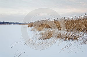 Snowbound cane photo