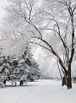 Snowbound city park walkway