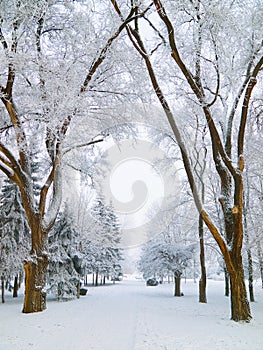 Snowbound city park walkway