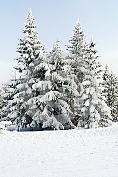 Snowbound fir trees in area Via Lattea, Italy