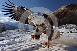 Snowbound Majesty American Bald Eagle Flying Close to the Snow