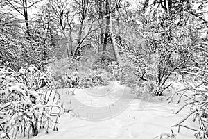 Snowbound winter park photo