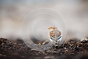 Snowbunting without any snow in sight
