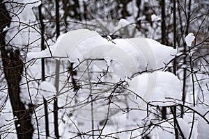 Snowcap on bare tree branches in winter park