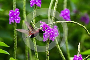 Snowcap, flying next to violet flower, bird from mountain tropical forest, Costa Rica, natural habitat, endemic photo