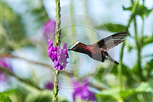 Snowcap, flying next to violet flower, bird from mountain tropical forest, Costa Rica, natural habitat, endemic photo