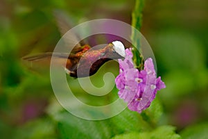 Snowcap, Microchera albocoronata, rare hummingbird from Costa Rica, red-violet bird flying next to beautiful pink flower, action