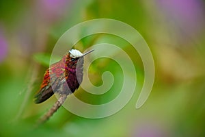 Snowcap, Microchera albocoronata, rare hummingbird from Costa Rica, red-violet bird sitting in beautiful pink flowers, scene at gr