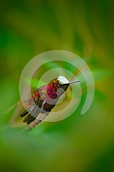 Snowcap, Microchera albocoronata, rare hummingbird from Costa Rica, red-violet bird sitting in beautiful pink flowers, scene at gr