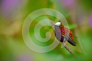 Snowcap, Microchera albocoronata, rare hummingbird from Costa Rica, red-violet bird sitting in beautiful pink flowers, scene at gr