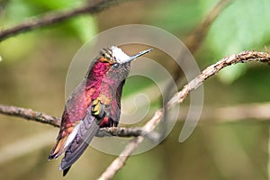 Snowcap, sitting on branch, bird from mountain tropical forest, Costa Rica, natural habitat, beautiful small endemic hummingbird