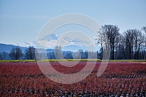 Snowcapped Mount Baker - majestic over blueberry fields, Pitt Meadows, BC