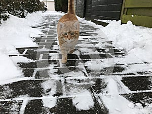 Snowcat