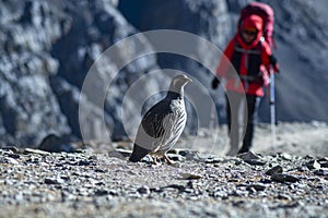 Snowcock birds on Himalaya Mountains with trekker at background