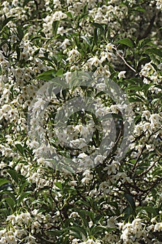 Snowcone japanese snowbell tree in blossom photo