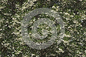 Snowcone japanese snowbell tree in blossom photo