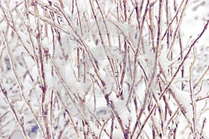 Snowcovered branch photo