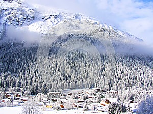 Snowcovered fir trees on the slopes of French Alps