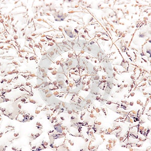 Snowcovered herb photo