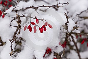 Snowcovered Barberry in Czech village