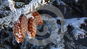 Snowcovered Pinecones