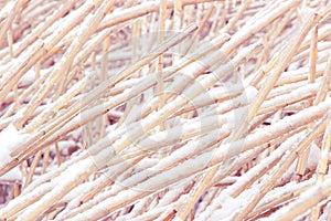 Snowcovered reed texture