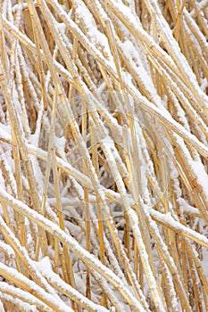 Snowcovered reed texture photo