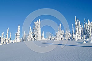 Snowcovered trees in The Bugaboos, a mountain range in the Purcell Mountains, Bugaboo Provincial Park, Britisch Columbia