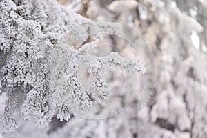 Snowcowered branches. Winter blur background. Frost trees.