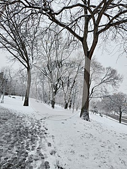 Snowday trees and footprints photo