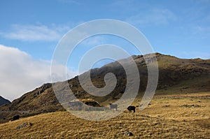 Snowdonia landscape and cattle