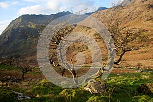 Snowdonia trees