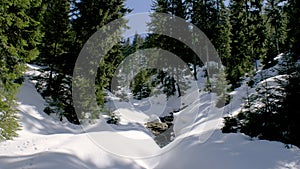 Snowdrift On A Forest ,Rodnei Mountains National Park