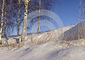 snowdrifts with yellow grass and birches photo