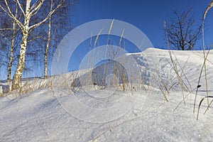 snowdrifts with yellow grass and birches photo