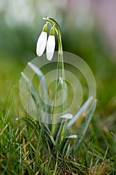 Snowdrop