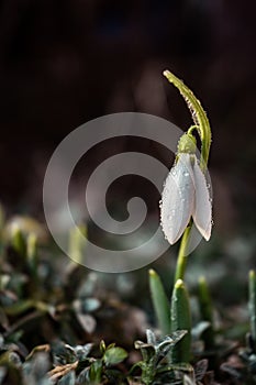 Single Snowdrop rising from the ground