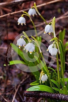 Snowdrop