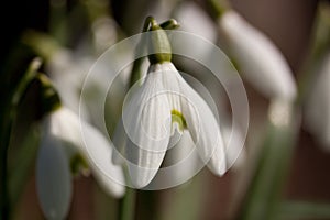 Snowdrop