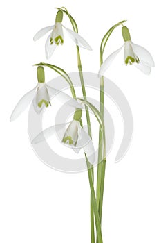 Snowdrop