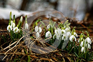 Campanilla de febrero 